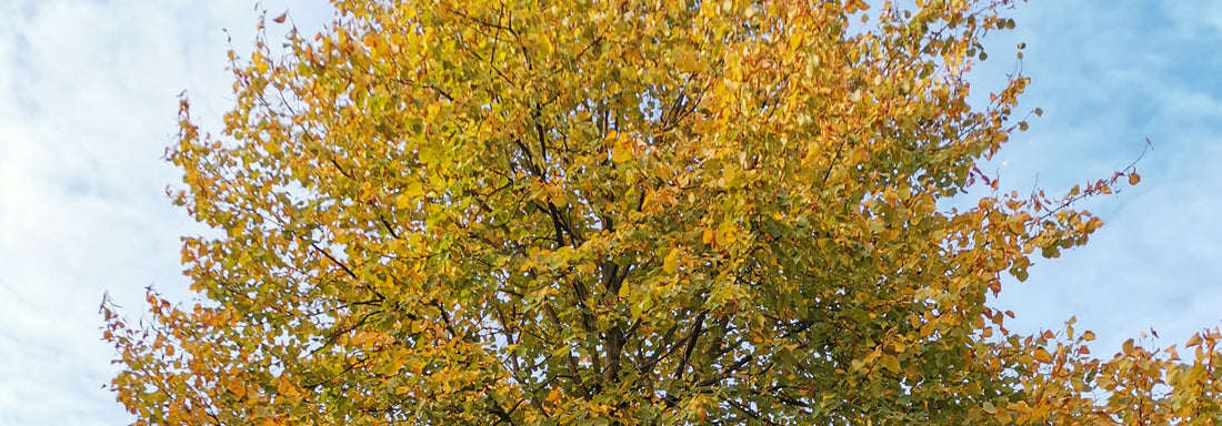 Solar Tuinverlichting: Het Perfecte Accent voor Jouw Herfsttuin